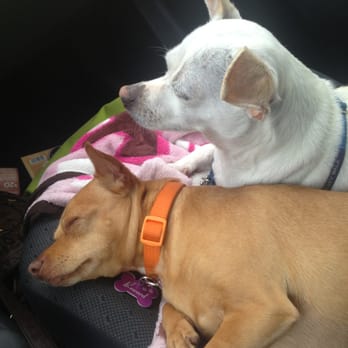 Paws Pet Resort - The pups ate exhausted on the way home after playing all day at paws! - Pet Sitting Near Me - Lake Forest, California