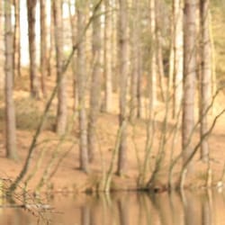 Delamere Forest