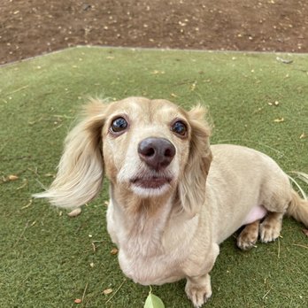 New Breeze Dog Salon - Chloe loving her "do" at the park - Pet Groomers Near Me - Honolulu, Hawaii