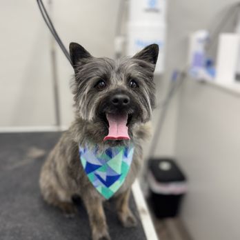 Beyond All Paws - Pet Groomers Near Me - Ogden, Utah Beyond All Paws - Pet Groomers Near Me - Ogden, Utah
