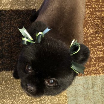 Petco - Isn't she adorable? Fresh from Petco Groomers with her St. Paddy's Day ribbons. - Pet Training Near Me - Auburn, California Petco - Isn't she adorable? Fresh from Petco Groomers with her St. Paddy's Day ribbons. - Pet Training Near Me - Auburn, California