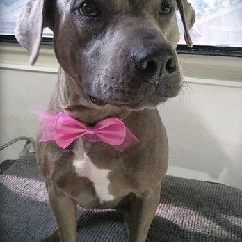Paws & Relax Mobile Grooming - Pet Groomers Near Me
