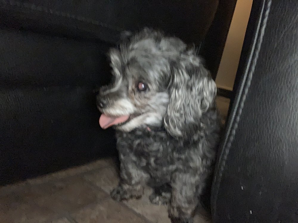 BARKING HEADS DOG BOARDING 54 Photos Jonesboro, Dog