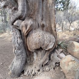 Lots of interesting trees here!