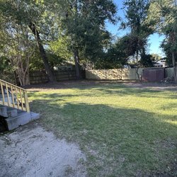 Grand Magnolia - This is after they cleaned up our back yard