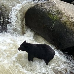 Alaska Vistas - Bear at favorite fishing spot, salmon spawning
