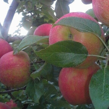 Bechdolt's Orchards - Fruits & Veggies Near Me - Hellertown, Pennsylvania