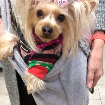 Treats Unleashed - Reeses with her fashionable pink ponytail - Pet Stores Near Me - St. Louis, Missouri Treats Unleashed - Reeses with her fashionable pink ponytail - Pet Stores Near Me - St. Louis, Missouri