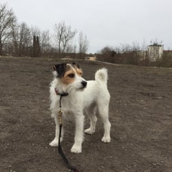Hundrastgården i Tanto - Det är ganska trist miljö i den här rastgården, som så många andra.
