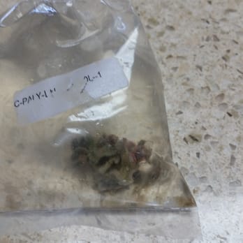 Reefs2go - Zoa 4 in bag - Pet Stores Near Me - Clearwater, Florida Reefs2go - Zoa 4 in bag - Pet Stores Near Me - Clearwater, Florida