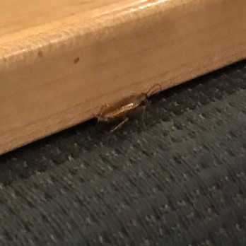 Buffalo Wild Wings - Cockroach - Chicken Wings Near Me - Orange, California