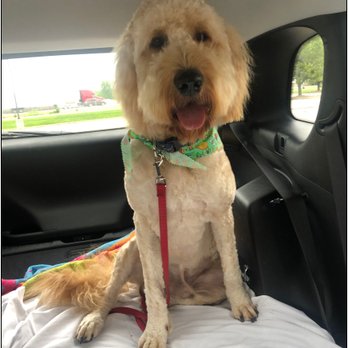 Petropolis - Day after Petropolis after being fixed by original groomer - Pet Sitting Near Me - Chesterfield, Missouri