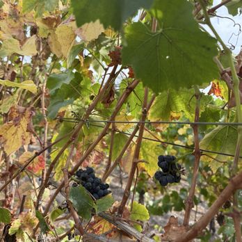 Roche Winery & Vineyards - Wineries Near Me - Sonoma, California