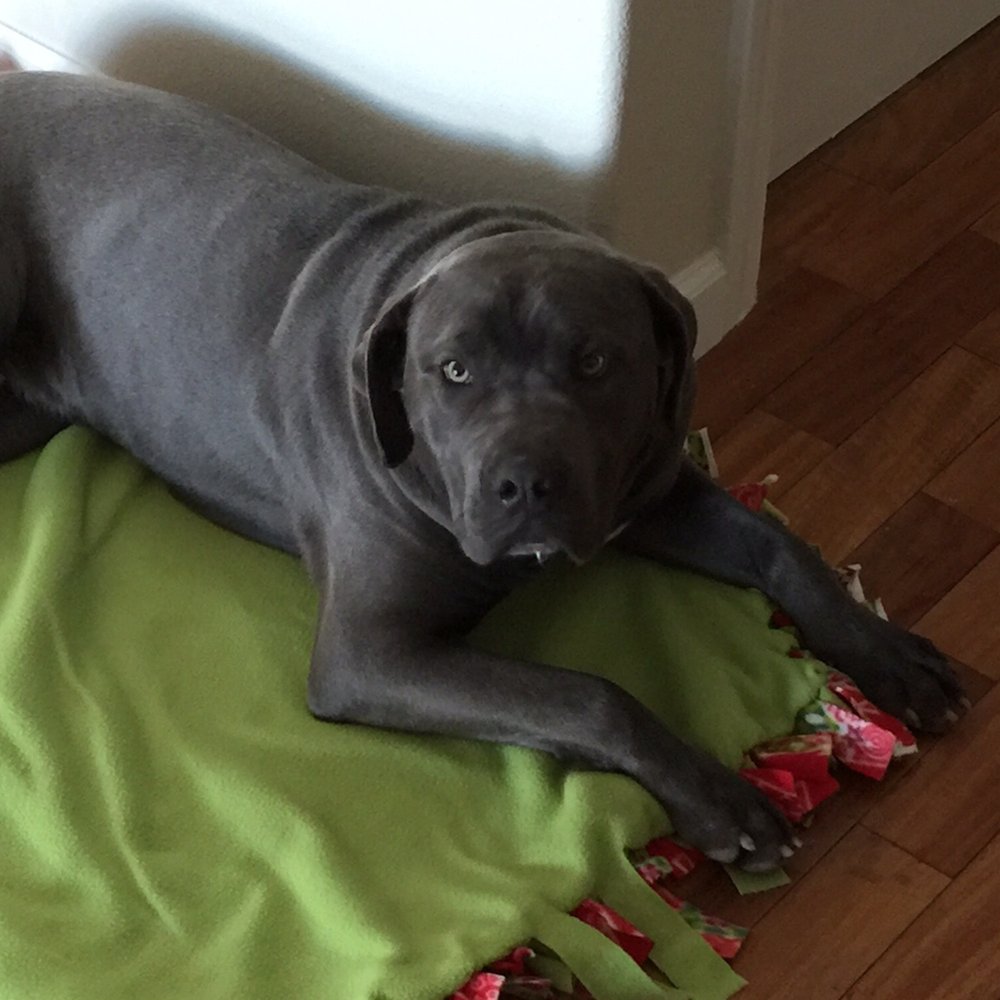 Smart Dog Training School - Home lesson! - Pet Training Near Me - Palmdale, California Smart Dog Training School - Home lesson! - Pet Training Near Me - Palmdale, California