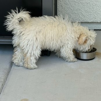Pawsh Pups Mobile Grooming - Before - Pet Groomers Near Me - Tulare, California