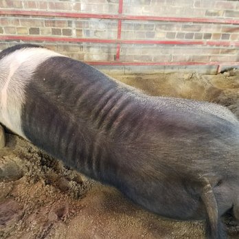 Iowa State Fair - Thats some big Kahonas now!!! - Festivals Near Me - Des Moines, Iowa Iowa State Fair - Thats some big Kahonas now!!! - Festivals Near Me - Des Moines, Iowa