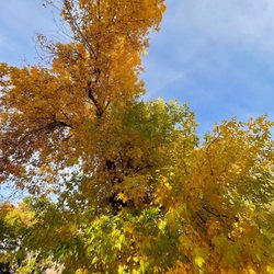 Farmington City - Lovely fall colors around Farmington (just north of SLC)