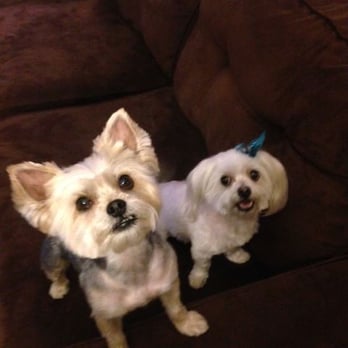 Messy Mutt - A Happy and Cute Monkey and Sophia! Thanks to Steve and Kaleigh! - Pet Groomers Near Me
