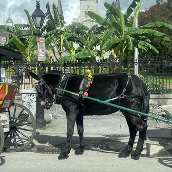 St Louis Cathedral - Beautiful black horse and carriage - Landmarks & Historical Buildings Near Me - New Orleans, Louisiana St Louis Cathedral - Beautiful black horse and carriage - Landmarks & Historical Buildings Near Me - New Orleans, Louisiana