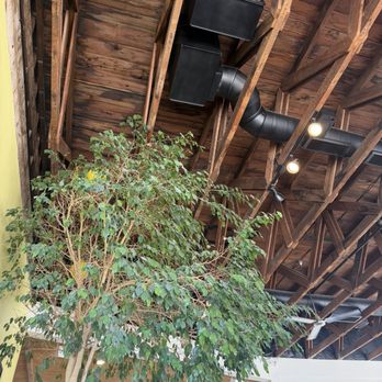 Friday Pilates | Downtown - Tree side of tree room - Pilates Near Me - Tucson, Arizona