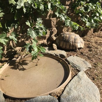 My Sulcata Rescue - Animal Shelters Near Me - Ramona, California My Sulcata Rescue - Animal Shelters Near Me - Ramona, California