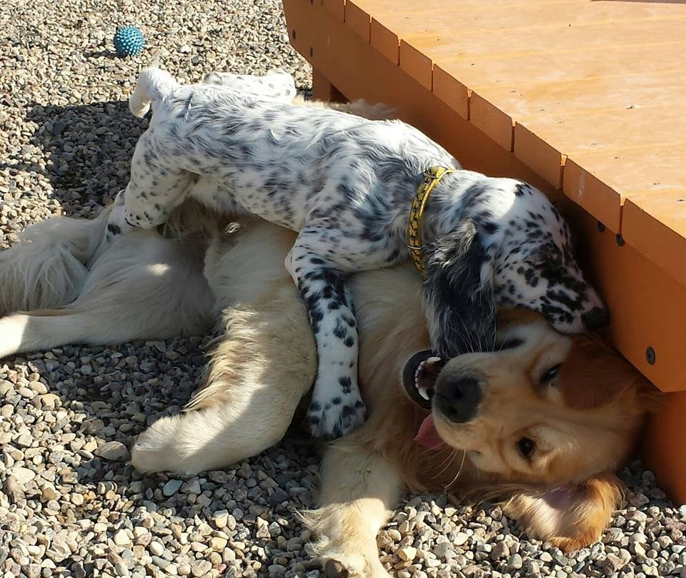 RIVER’S EDGE BOARDING AND GROOMING Updated October 2024 22 Photos