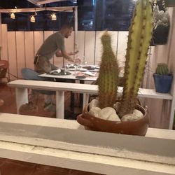 Calma Chicha - Cacti