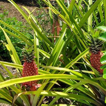 Naples Botanical Garden - Pink pineapple - Botanical Gardens Near Me - Naples, Florida