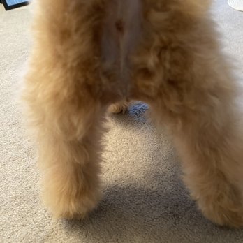 PetSmart - Baboon booty - Pet Stores Near Me - Olathe, Kansas
