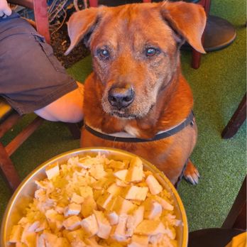 Morrison - Whiskey waiting to have his Chicken & rice - Gastropubs Near Me - Los Angeles, California