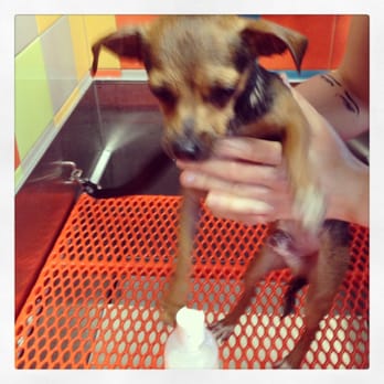 Unleashed by Petco - Using the self wash, love it! - Pet Training Near Me - North Hollywood, California