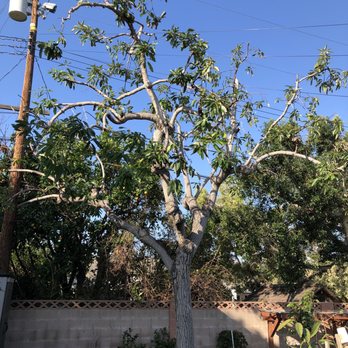 Tree Services Flores - Avocado tree - after - Tree Services Near Me Tree Services Flores - Avocado tree - after - Tree Services Near Me