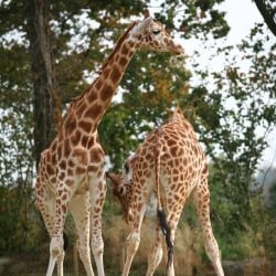 zoo de Champrépus
