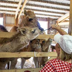 Big Joel's Safari Petting Zoo & Educational Park