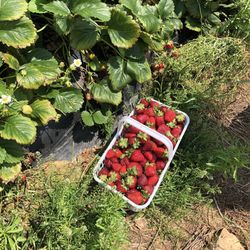 H & S Farms - Strawberries