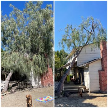 Stumpy's Tree Service - Tree Services Near Me - Livermore, California Stumpy's Tree Service - Tree Services Near Me - Livermore, California