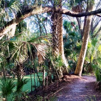 Black Bear Wilderness Area - Rare open trail - Hiking Near Me - Sanford, Florida