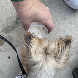 Jeremiah's Italian Ice - Ollie enjoying some soft serve
