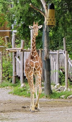Hellabrunn Zoo by null