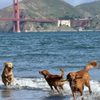Crissy Field East Beach gift card
