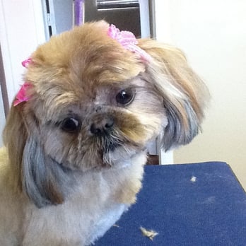 Briarwood Pet Grooming - Pet Groomers Near Me Briarwood Pet Grooming - Pet Groomers Near Me