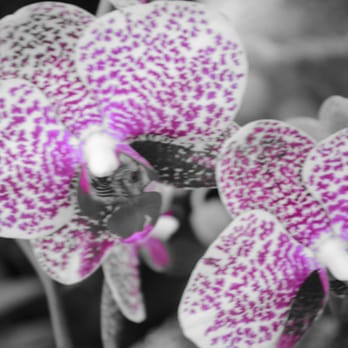 Bloedel Conservatory - Orchids - Botanical Gardens Near Me - Vancouver, British Columbia