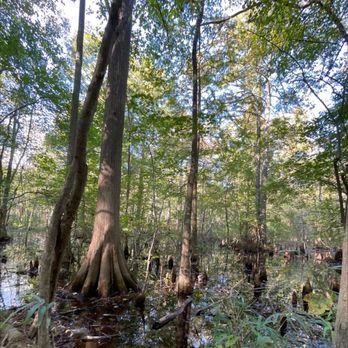 Stumpy Lake Natural Area - Rafting/Kayaking Near Me - Virginia Beach, Virginia