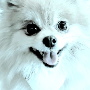 Small Dog Salon - Pet Groomers Near Me - Omaha, Nebraska Small Dog Salon - Pet Groomers Near Me - Omaha, Nebraska