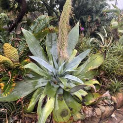Aloes In Wonderland - Wish I could remember the name of this one. Caught it in bloom. Jeff said it was probably the only one in North America.
