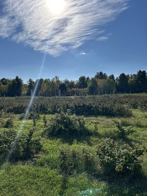 Rulfs Orchard by null