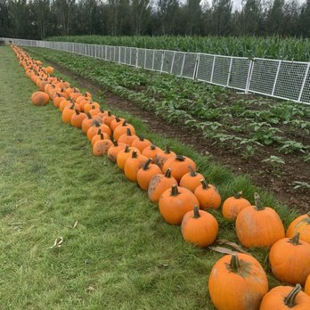 Fazio Farms - rows of pumpkins in a field - Fruits & Veggies Near Me - Portland, Oregon