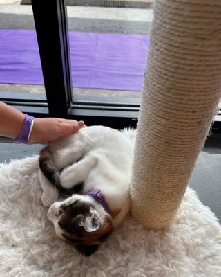 Purrfecto Cat Lounge by null