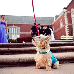Our puppy joined us for the celebration.