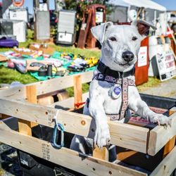 Denton FarmPark - Pet friendly
